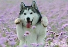 狗狗都是怎么实施安乐，十种安乐死的方法