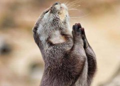 家里出现老鼠是吉是凶，出现老鼠预示发财因为老鼠能聚财？