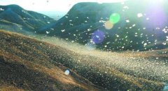 珍珠鸡为什么会一直吼叫太能叫了，它是特能吃蝗虫是蝗虫克星！