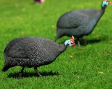 珍珠鸡怎么分公母对照图来了，它是保护动物或者算野味吗？