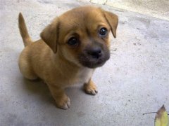 400公斤土狗照片，土狗为什么不吃筷子夹的东西？