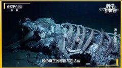 为什么鲸落这么少？没有鲸落的鲸鱼去哪了