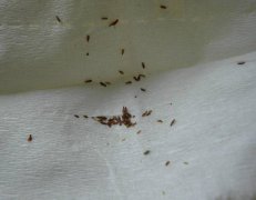 头虱咬人后症状图片，头虱是怎么来的怎么彻底去除？