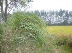 坟上长什么草最好是旺子孙的，坟上长草是吉是凶