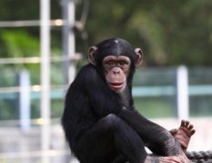 黑猩猩的智商相当于人类几岁，黑猩猩和大猩猩有哪些区别？