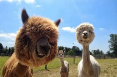 羊驼为什么叫草泥马、神兽、飞行员、二皇子，他为什么这么受欢迎？