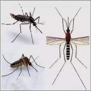 毒蚊子叮咬肿硬图片，毒蚊子咬了肿了怎么办？