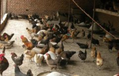 给鸡吃鸡肉鸡会疯了真的吗，鸡吃鸡肉有什么后果？