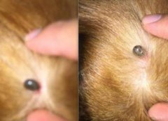 蜱虫为什么出现在狗身上，它是软的还是硬的？