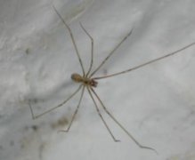 房间里有蜘蛛怎么办晚上睡觉会被咬吗，家里有蜘蛛网预示着什么