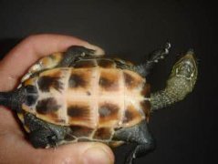 王八拳是什么梗，打架王八拳怎么破解