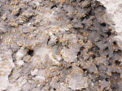 水蚁怎么会突然出现从哪里来的，水蚁最怕什么气味和东西？