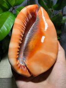 万宝螺盘完后效果图片，万宝螺有收藏价值吗？