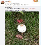 ICU菇，全村吃饭菇是什么意思？大蒜与银器鉴毒蘑菇是谣言