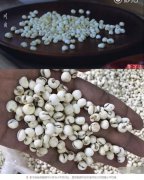 川贝平贝浙贝鉴别图，它们如何区别功效是一样的吗？