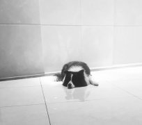 网友口中的牧羊犬是什么意思？牧羊犬比喻什么人