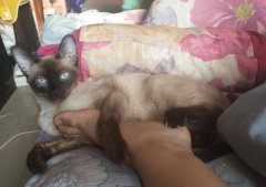 猫添主人的手脚是怎么回事？猫闻臭臭的东西为什么会张嘴？