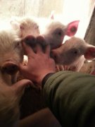 猪咬人有毒吗，为什么农村很忌讳说“猪咬人”