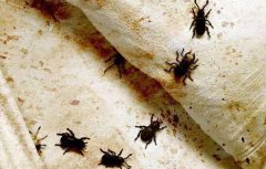 床虱咬到人的皮肤图片，床虱一般藏在哪里？