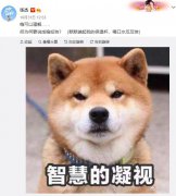 稳如狗是什么梗，稳如狗的上一句是什么？