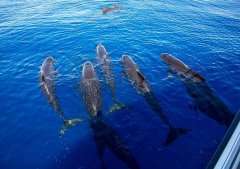 领航鲸是海豚还是鲸鱼，它们搁浅的原因是什么？