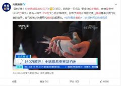 赛鸽是怎么样比赛赚钱的，它们靠什么回家的？