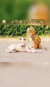 狗看到假老虎为什么害怕？狗没见过老虎为什么反应也很剧烈