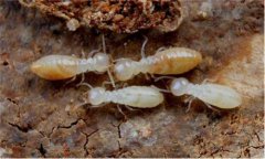 墓中有白蚁好不好，墓中生白蚁犯什么？