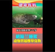 格陵兰鲨鱼眼睛寄生虫图片，它们吃人吗为什么肉有毒？