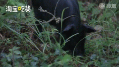 松露为什么叫猪拱菌，松露很难吃为什么是世界三大美食