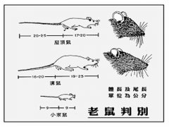 屋顶鼠是保护动物吗，屋顶鼠怎么灭？