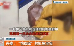 魟鱼为什么怕痒，魟鱼养一只还是一对？