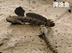 跳跳鱼的危害有多大？跳跳鱼为什么不能吃
