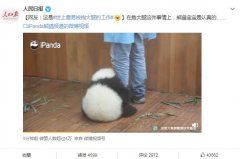 熊猫为什么喜欢抱大腿？喜欢抱着饲养员的脚