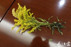 加拿大一枝黄花的危害有哪些，有没有毒性？