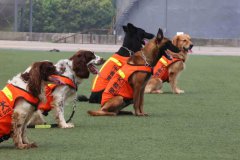 搜救犬品种排名，搜救犬一般是什么品种？