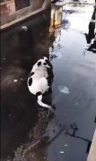 海盗狗什么梗？海盗狗是什么品种的狗
