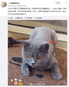 摸猫的时候它喜欢咬人是什么原因？摸猫的时候发出呼噜声代表什么