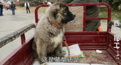 高加索牧羊犬多少钱一只，高加索牧羊犬是哈士奇吗？