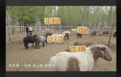 死羊眼是什么意思，死羊眼睛图片