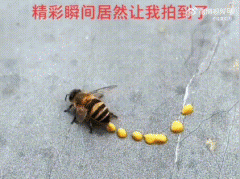 蜜蜂拉屎在衣服上怎么洗干净？蜜蜂拉屎在衣服上预兆是什么