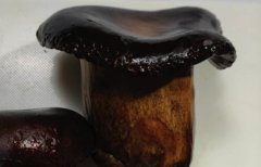 牛肝菌煮多久才熟才可以吃？牛肝菌有毒吗