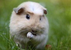 荷兰猪能活多久，荷兰猪为什么一直叫？