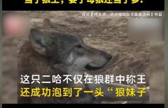 哈士奇为什么不怕狼？狼唯一的克星是什么