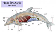 雄性海豚生理解剖图，海豚繁殖的全过程是怎样的？