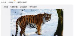 你真虎、太虎了、你真虎不拉几东北话是什么意思？
