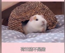 天竺鼠和荷兰猪的区别，天竺鼠和仓鼠哪个好养？