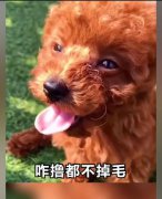 不掉毛的狗排名，六种最干净的狗盘点