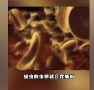 蛔虫为什么几乎绝迹了，得了蛔虫最明显的特征是什么？