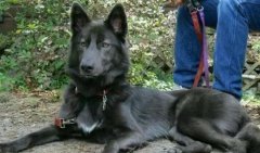 蓝湾牧羊犬多少钱一只，在哪里能买到？